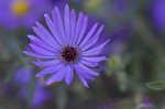 New England aster